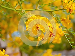Sunny view of Parkinsonia florida blossom photo