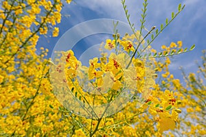 Sunny view of Parkinsonia florida blossom photo