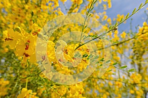 Sunny view of Parkinsonia florida blossom photo