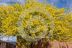 Sunny view of Parkinsonia florida blossom photo