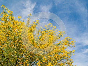 Sunny view of Parkinsonia florida blossom photo