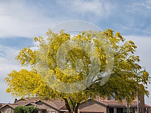 Sunny view of Parkinsonia florida blossom photo