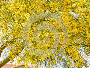 Sunny view of Parkinsonia florida blossom photo