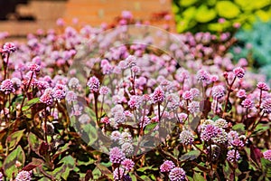 Sunny view of Persicaria capitata blossom