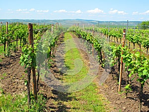 Sunny vineyard
