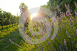 Sunny vineyard and lavender flowers.