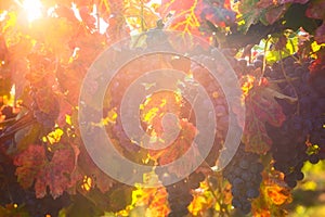 Sunny vineyard for winemaking, autumnal agricultural background