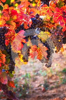 Sunny vineyard for winemaking, autumnal agricultural background