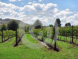 Sunny vineyards