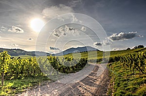 Sunny vineyards
