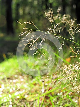 Sunny and warm afternoon in the magical forest with grass flowers and straws in the sunlight and light green background