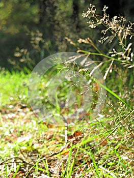 Sunny and warm afternoon in the magical forest with grass flowers and straws in the sunlight and light green background