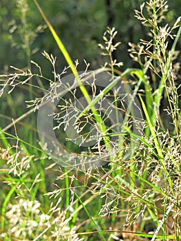 Sunny and warm afternoon in the magical forest with grass flowers and straws in the sunlight and light green background