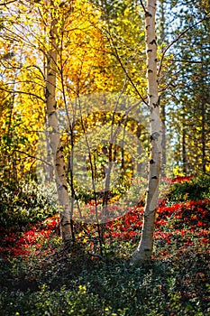 Sunny weather in the autumn forest. The sun shines through the yellow foliage