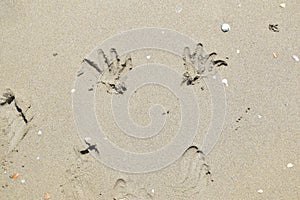 Sunny weather on the beach in Italy with imprints of hands and feet on the sand texture
