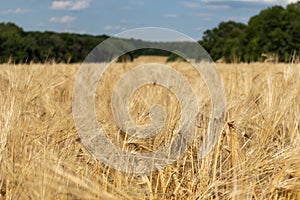 Sunny wheat field harvest with nice clouds