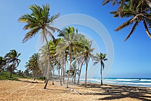 Sunny white beach with palms