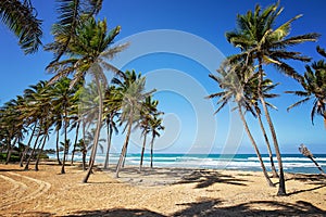 Sunny white beach with palms