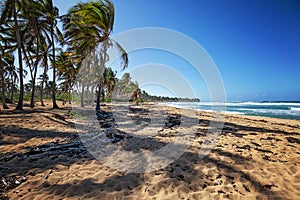 Sunny white beach with palms