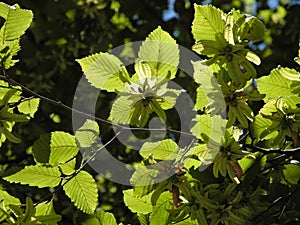 Sunny wild Hazel with leaf, branches and catkins