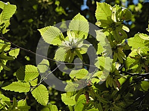 Sunny wild Hazel with leaf, branches and catkins photo