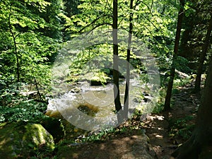 Sunny wild water river view in green forest