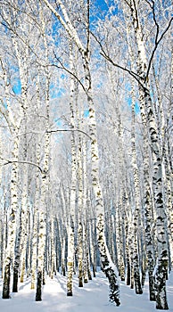 Sunny winter birch forest
