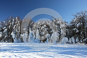 Sunny winter day in forest