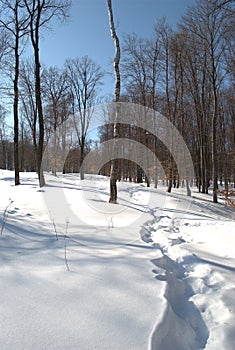 Sunny winter day in the forest with bare trees and footprints on snow