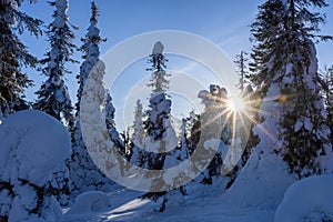 Sunny winter day in the forest, Lapland, Riisitunturi