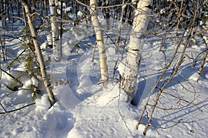 Sunny winter day in the forest in nhe Urals