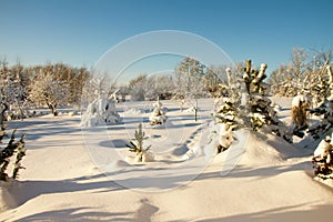 A sunny winter day in a garden