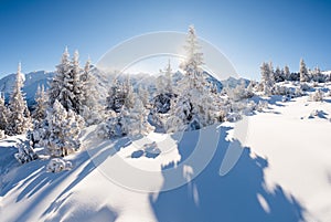 Sunny winter day in the mountain forest