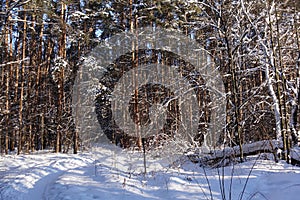 Sunny winter day in a pine forest. Tall pines. Sunny shadows on the snow