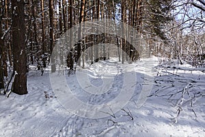 Sunny winter day in a pine forest. Tall pines. Sunny shadows on the snow