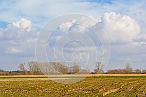 Sunny winter farmscape in the Flemish countryside photo