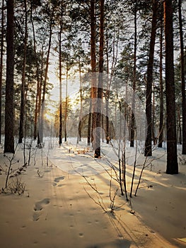 Sunny winter forest