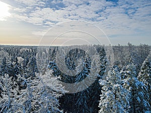 Sunny Winter forest aerial view at sunny day. Drone shot of trees covered with hoarfrost and snow. Top view to wood from