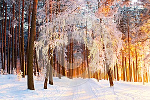 Sunny winter forest. Beautiful Christmas landscape. Park with trees covered with snow and hoarfrost in the morning sunlight.