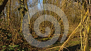 Sunny winter forest wilderness with fallen tree