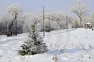 Sunny winter frosty day in park. Spruce in frost in foreground. Winter background, landscape, postcard