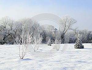 Sunny winter frosty day in park. Winter background, landscape, postcard