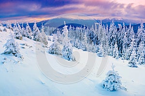 Sunny winter landscape