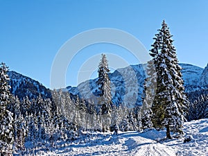 Hiking trail in snowy mountain forest landscape by blue sky