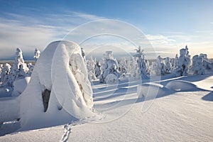 Sunny winter landscape in Lapland photo