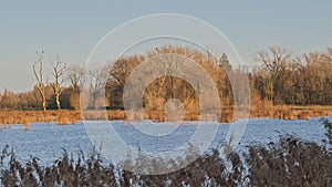 Sunny winter landscape in the marsh of Bourgoyen