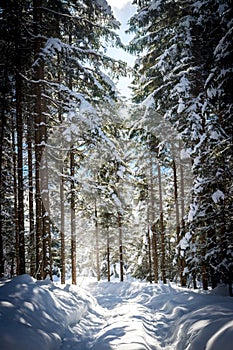 Sunny winter landscape in the nature: Footpath, snowy trees, sunshine and blue sky