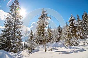 Sunny winter landscape in the nature: Snowy trees, sunshine and blue sky