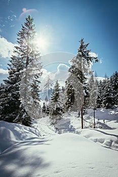 Sunny winter landscape in the nature: Snowy trees, sunshine and blue sky