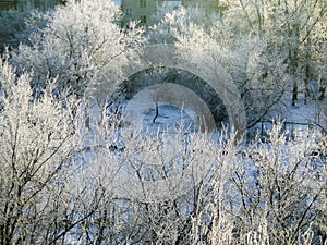 Sunny winter landscape of sparkling frozen trees